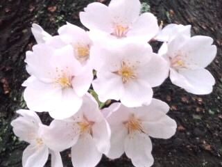 幹にこんもりソメイヨシノ2017