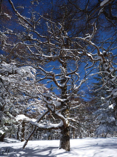 湯の丸天然カラマツ母樹林3.jpg