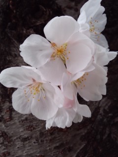 幹に咲く桜接写2013.jpg
