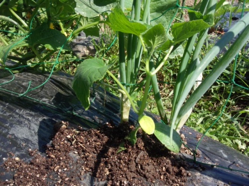 05キュウリの補植