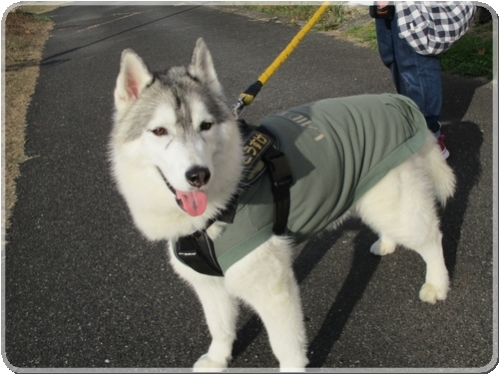 2361ハスキー犬_2361.jpg