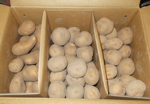 ジャガイモ３.jpg