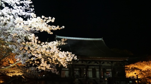 三井寺　夜桜2.jpg