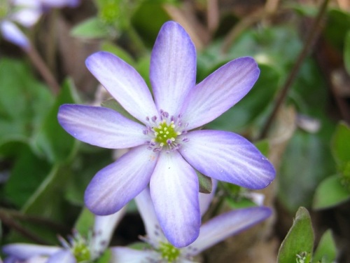 葉が三角形で浅く3つに分かれているミスミソウの花 自然観察の振返り 23 キンポウゲ科の植物 第24回 しろうと自然科学者の自然観察日記 楽天ブログ