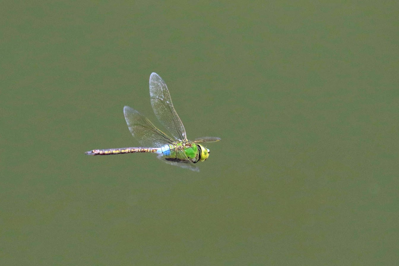 348A44362019ギンヤンマ.JPG