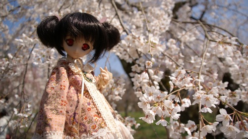 京都植物園　桜と柚原このみ3.jpg