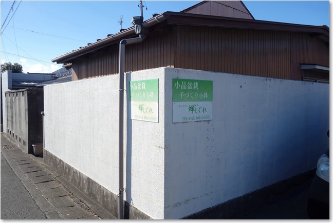 98盆栽ギャラリー？