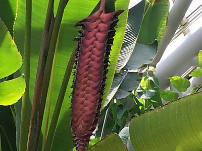 京都府立植物園ﾍﾘｺﾆｱ･ﾏﾘｴ2.jpg