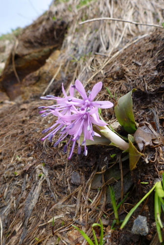 20谷川岳の花.jpg