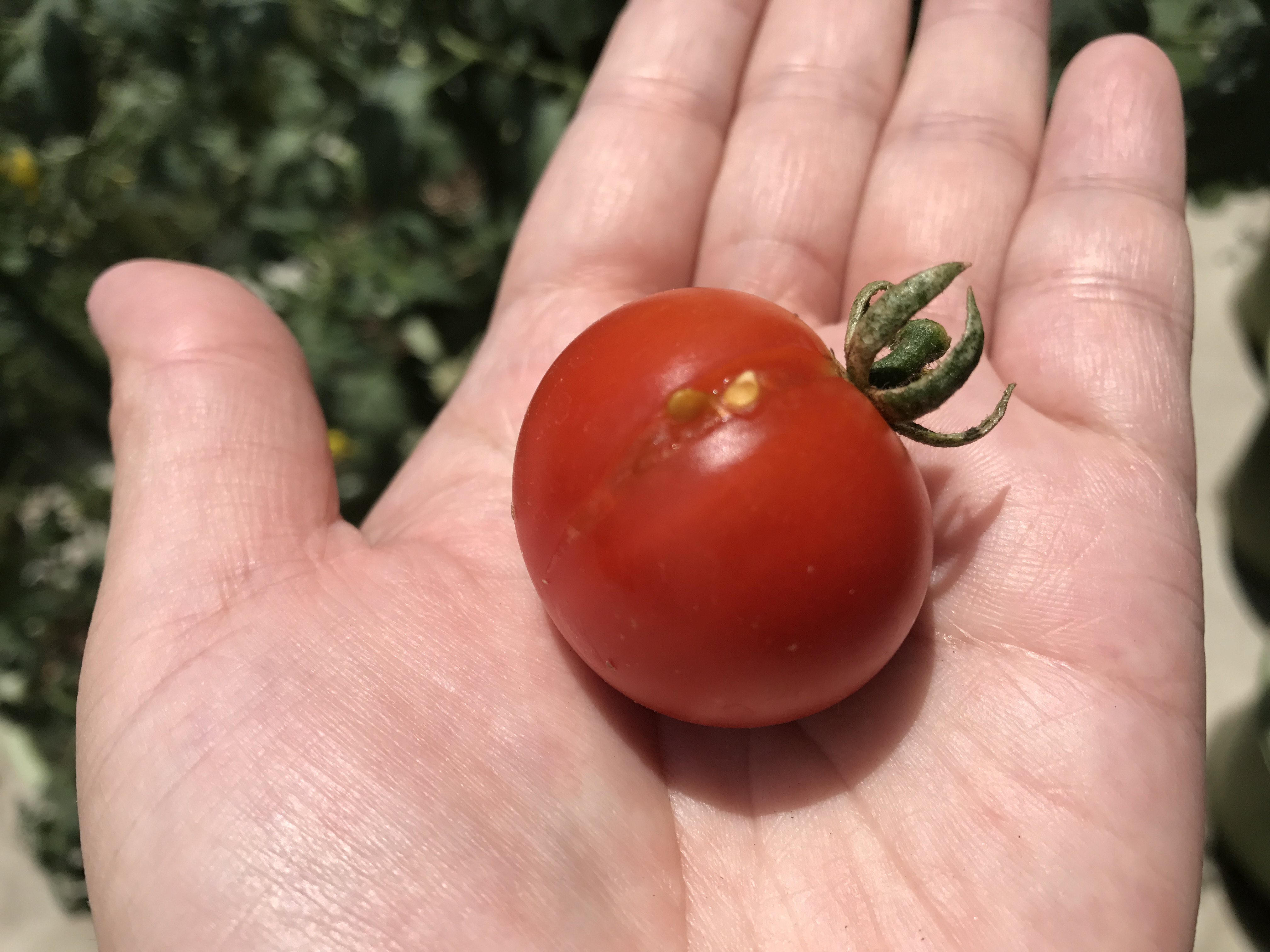 フルーツトマト　初収穫