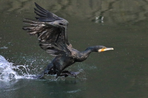 P95A2948 (640x427).jpg