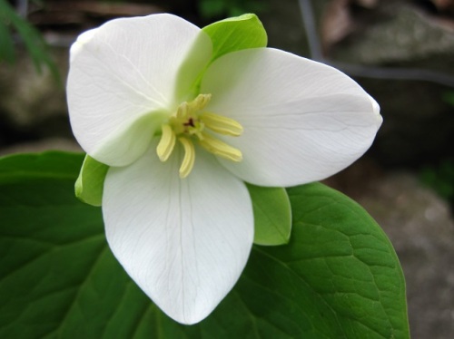 大きな花に気品を感じることから 森の貴婦人 といわれるオオバナノエンレイソウの花 自然観察の振返り 11 メランチウム科の植物 第2回 しろうと自然科学者の自然観察日記 楽天ブログ
