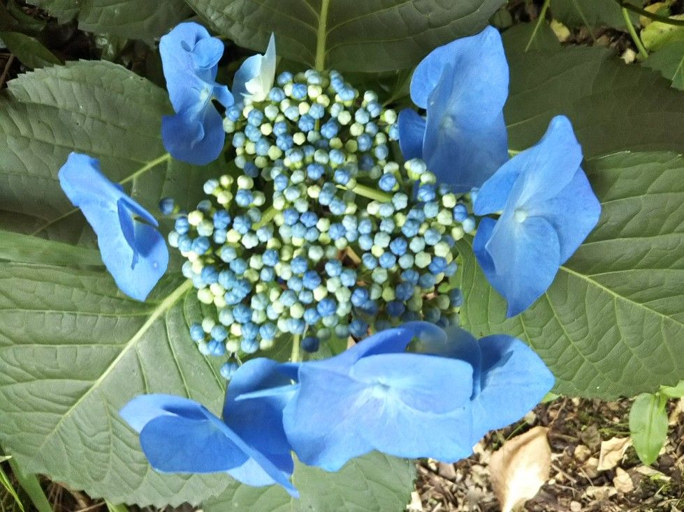 青ガクアジサイ2018