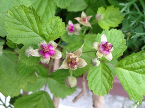 IMG_9153 (640x480).jpg