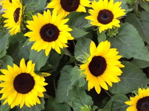 ミニ向日葵びっしり2017