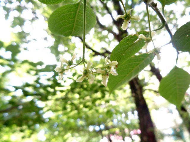 240603mayumi.jpg