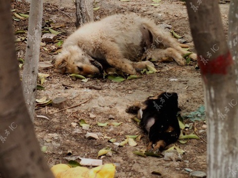 中国　犬.jpg