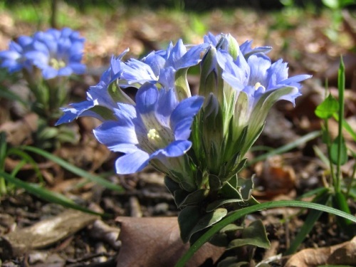 フデリンドウの青紫の小さな花 フデリンドウの名は 花の閉じた形が筆の穂先に似ていることから名づけられました しろうと自然科学者の自然観察日記 楽天ブログ