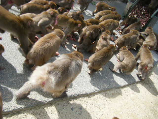 帰ってきたベンツ (14).JPG