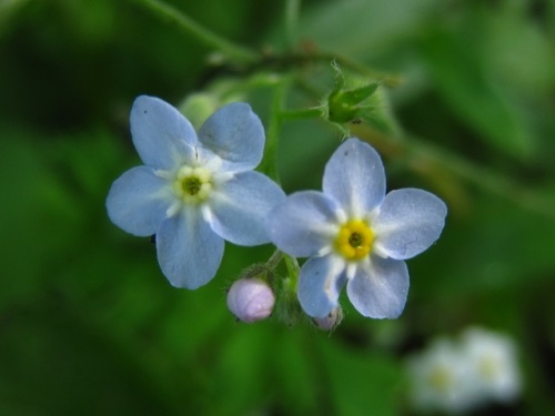 エゾムラサキの花 キュウリグサやワスレナグサによく似ています 北海道で出合った植物 その4 しろうと自然科学者の自然観察日記 楽天ブログ