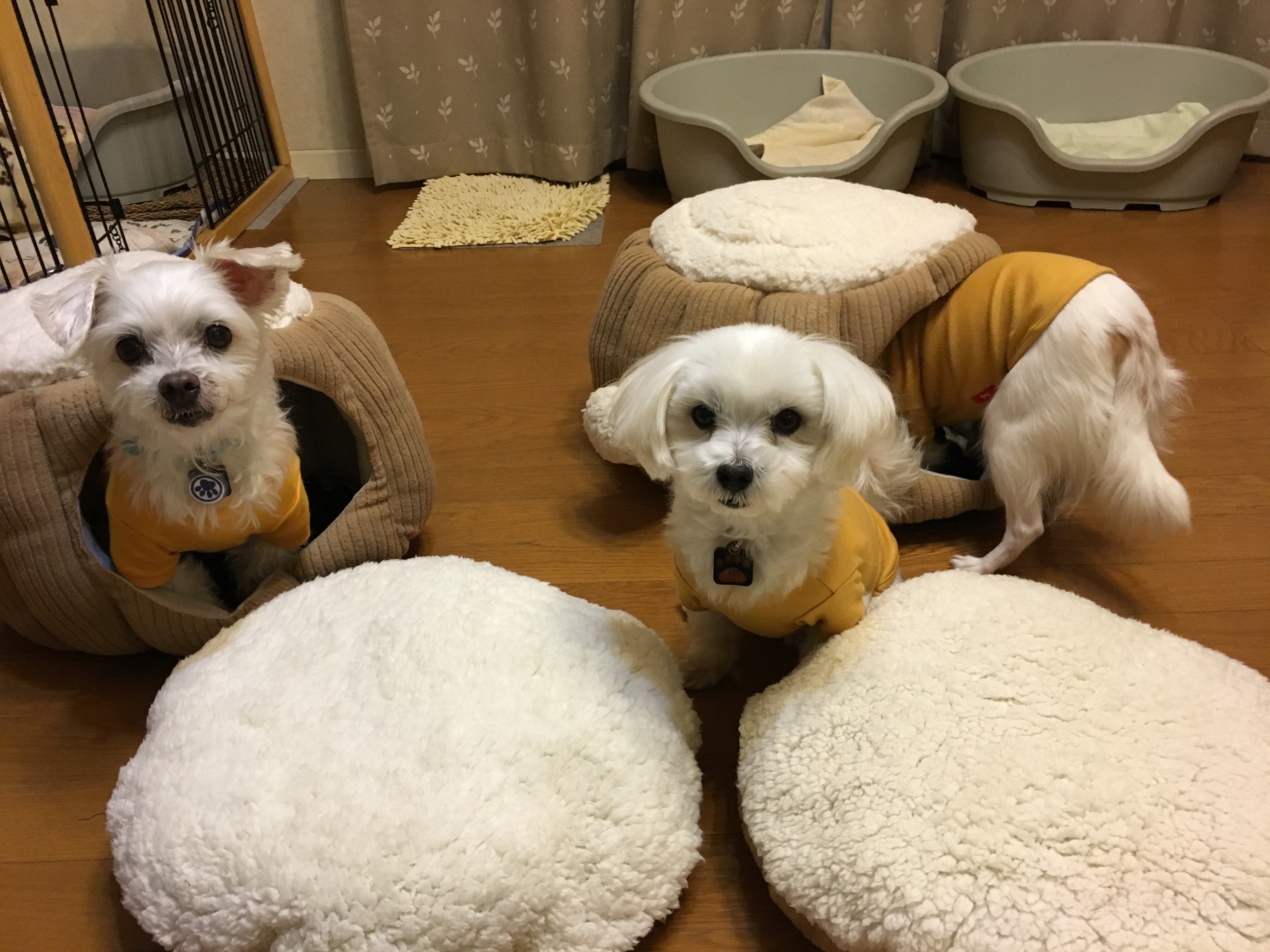 201511022059_6348_iphone.jpg