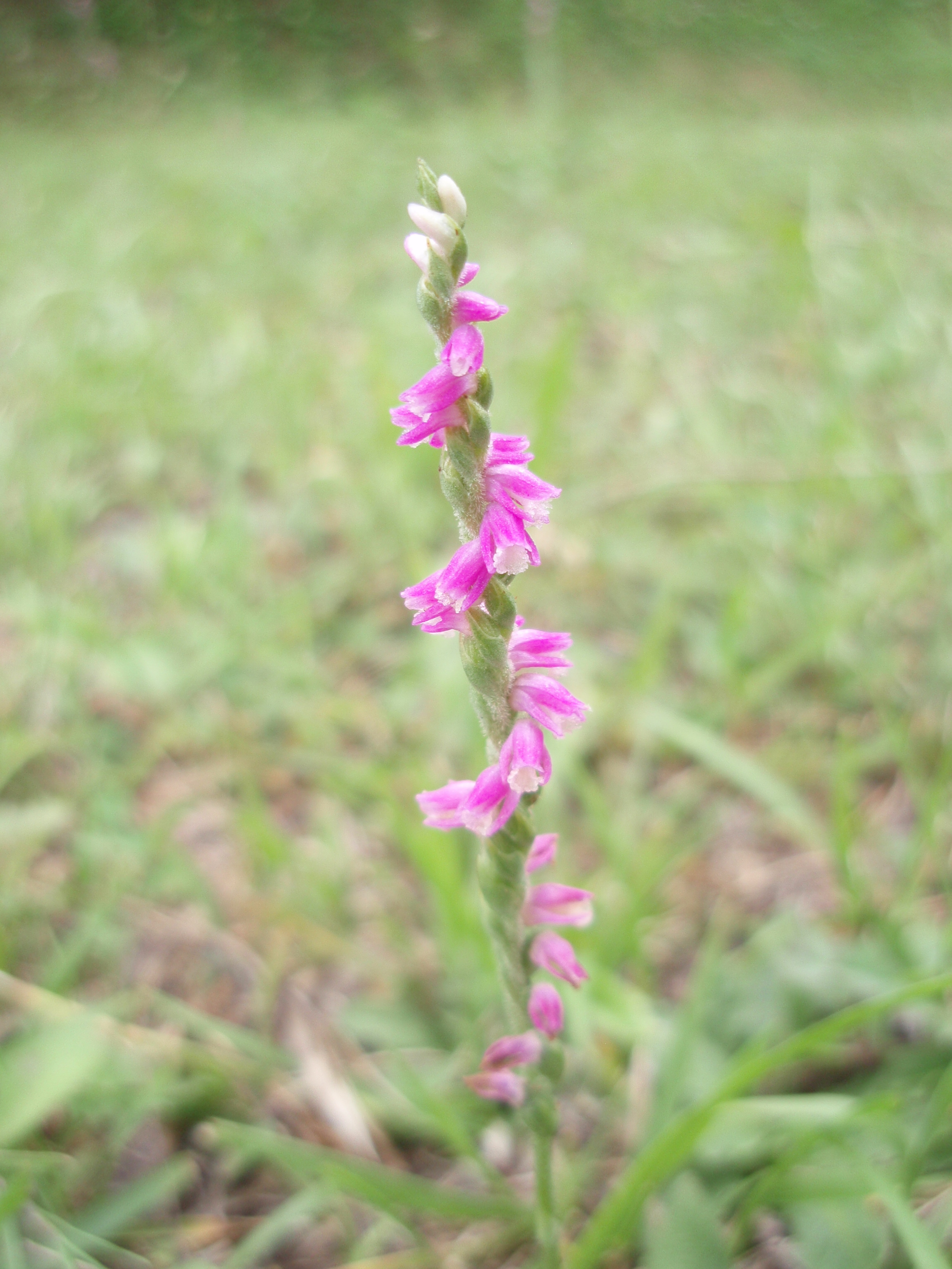 はねもの、捩子花、かぼちゃ 005.jpg