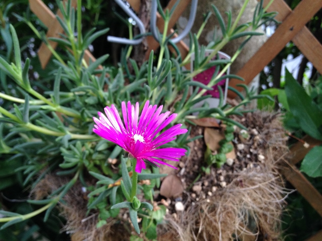 IMG_8950 (640x480).jpg