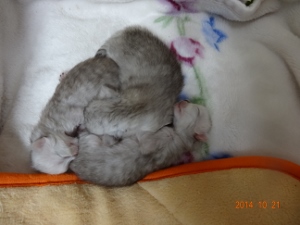 DSC04406 (300x225).jpg