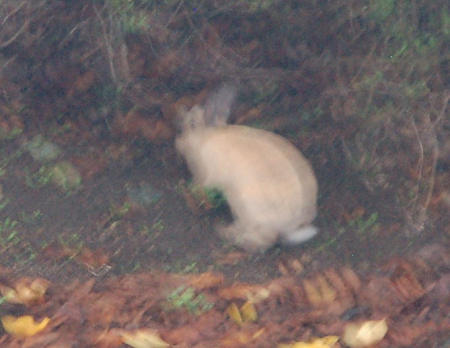 5.43　ウサギs.jpg