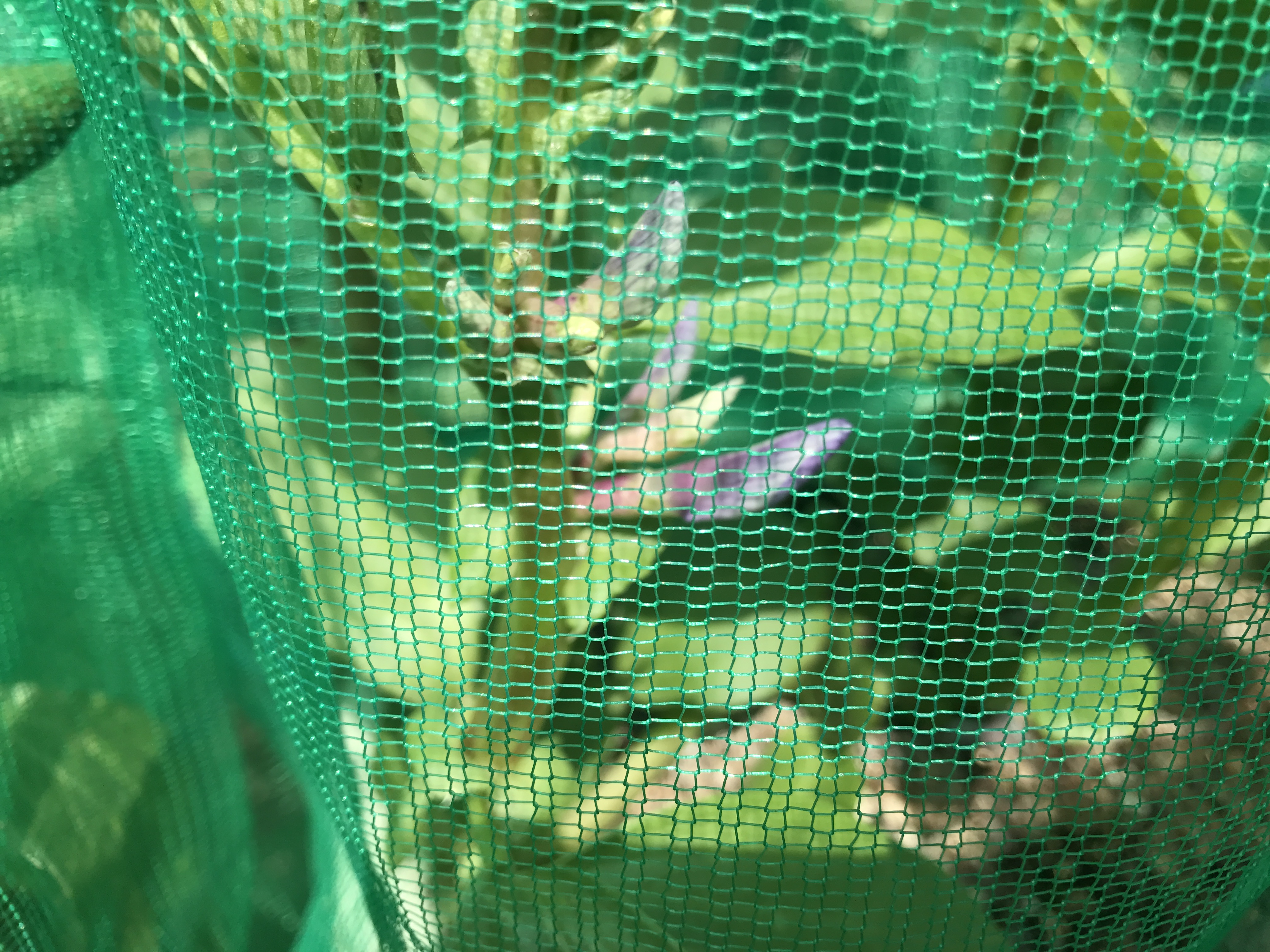 そら豆