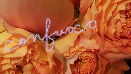 rose 201601(V.2016_02_08__01_58_37).jpg