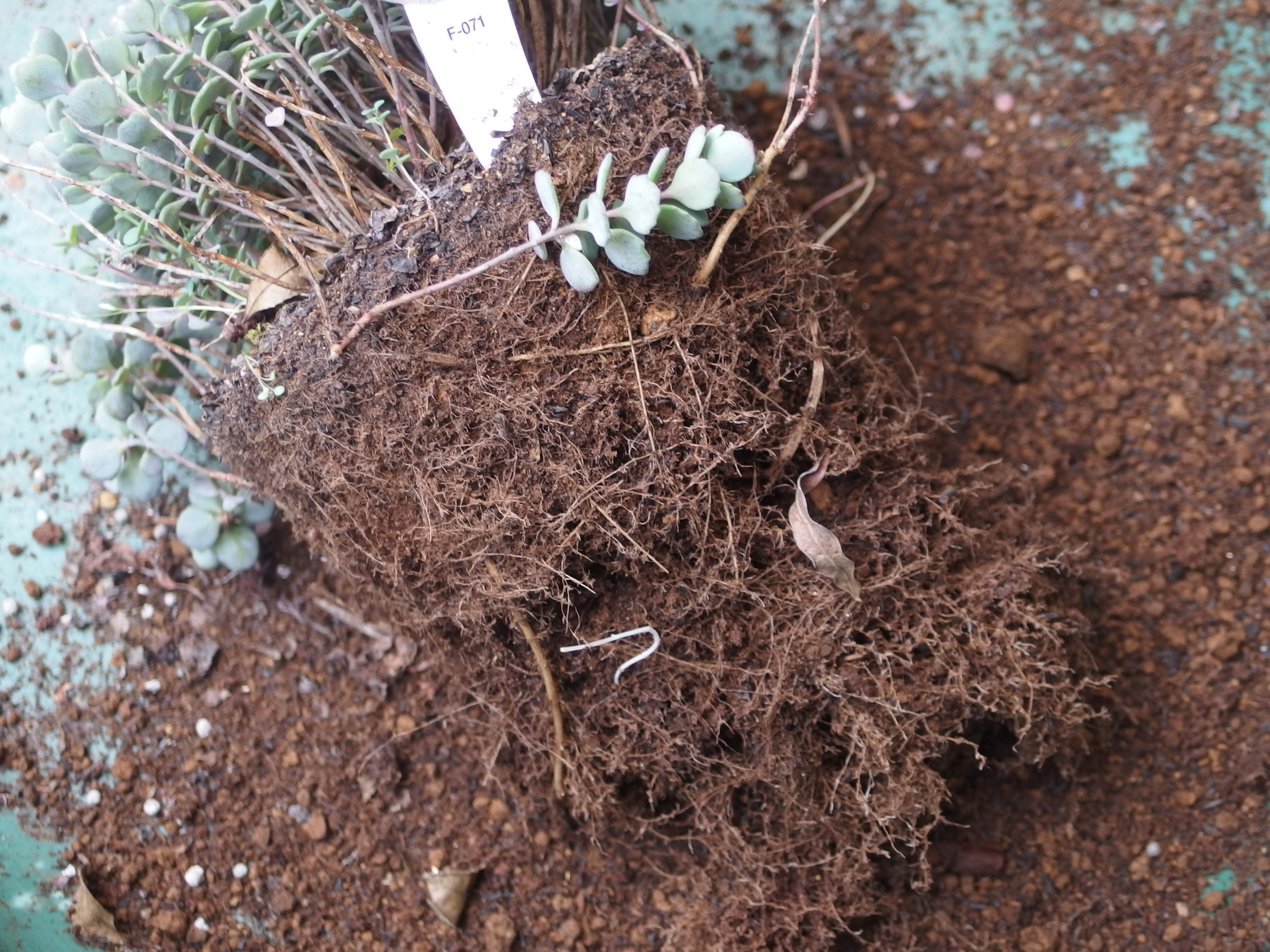 2015-06-05 15.47.47.jpg