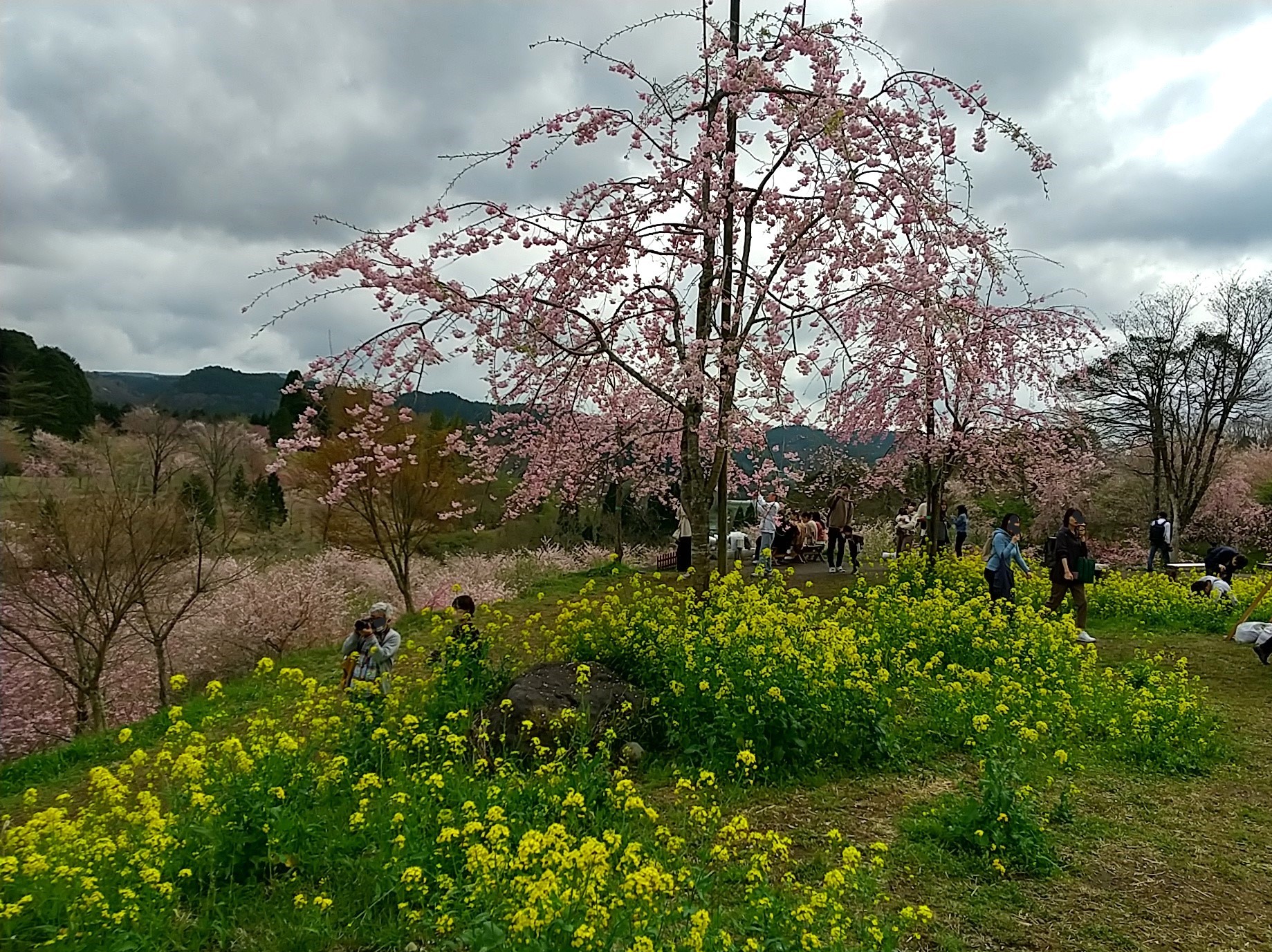 しだれ桜の里 (11).JPG