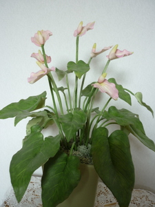 P1020900.JPG