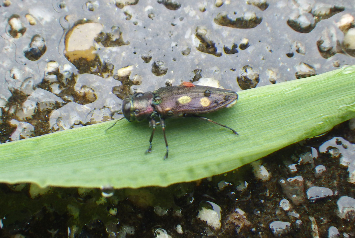 ヤマムツボシタマムシ