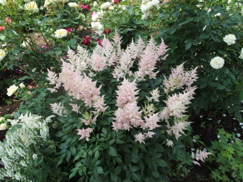 2015-06-10 12.41.26.jpg