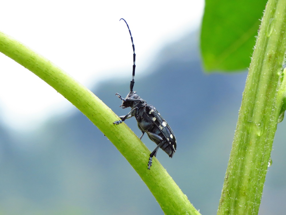 ゴマダラカミキリ_5731.jpg