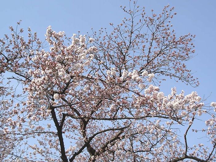 清巖寺　桜　'12.4.10　.jpg