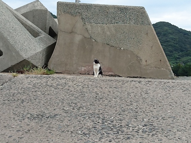 showPhoto (640×480)