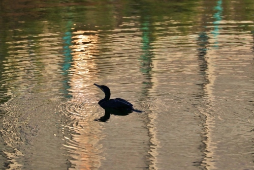 CJ9I1735 (640x427).jpg