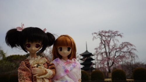 東寺　五重塔と桜 柚原このみ 陽菜ちゃん.jpg