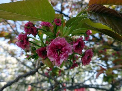 造幣局通り抜け つぼみと花 (1).JPG