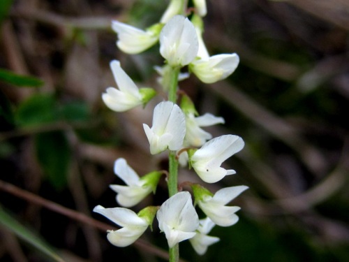 道端に生える帰化植物シロバナシナガワハギの花 秋の北海道での自然観察 その2 しろうと自然科学者の自然観察日記 楽天ブログ