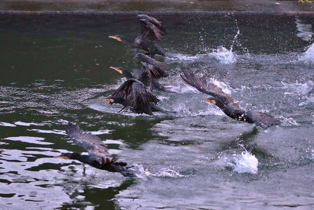 CJ9I1997 (640x428).jpg