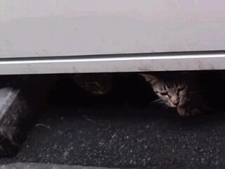 実は2匹いま～す＜10＞