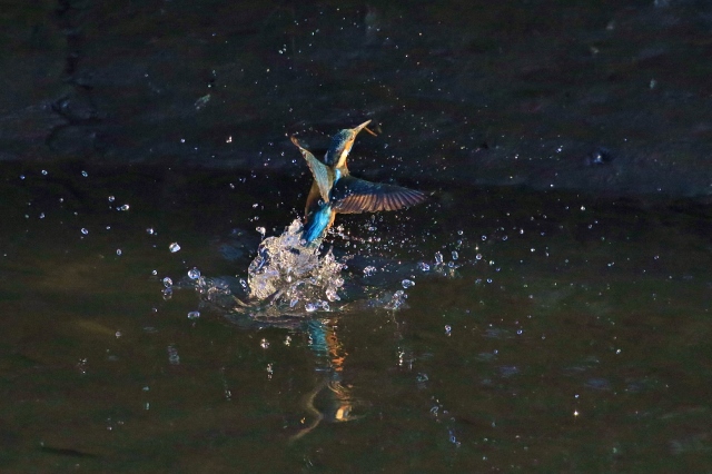 P95A3691 (640x426).jpg