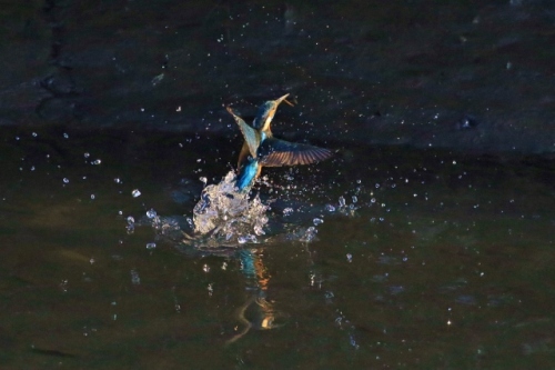 P95A3691 (640x426).jpg