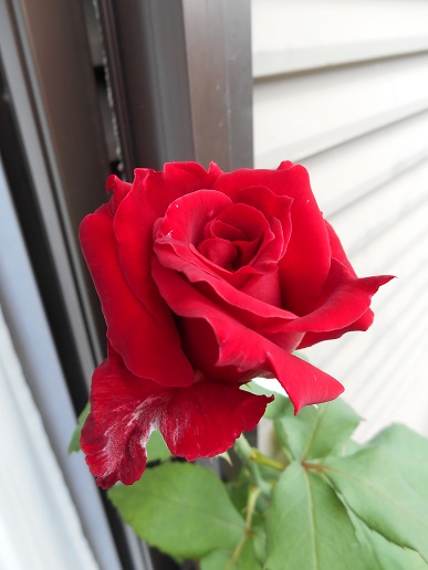 DSCN1650a.JPG
