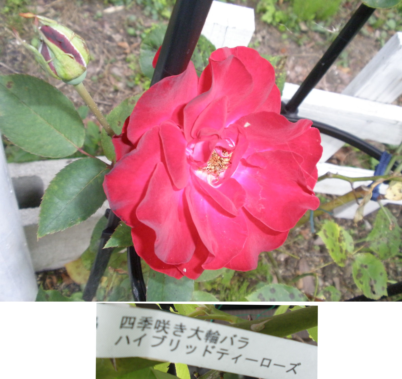 P6171045-1.jpg