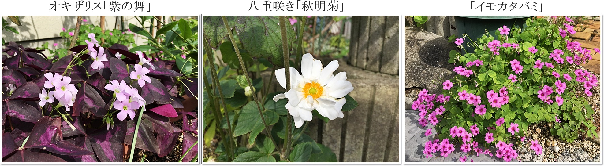八重咲く秋明菊イモカタバミ、紫の舞3枚cats.jpg